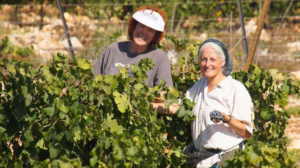 Nancy Campbell and Sherri Waller harvesting grapes on the hills of Samaria