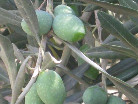Olives growing on the olive trees in the Garden of Gethsemane