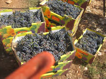 Plentiful grapes in Samaria