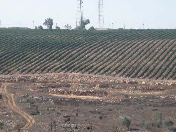 Vineyards on the hills of Samaria. 