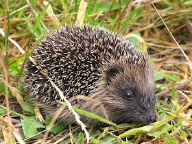 Hedgehog