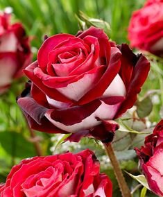 LovelyPurfume